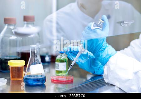 Il pipettatore scientifico esegue il pipettaggio di prodotti chimici su una capsula di Petri presso un laboratorio microbiologico Foto Stock