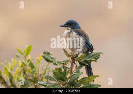 Jay Island scrub seduto su un persico Foto Stock