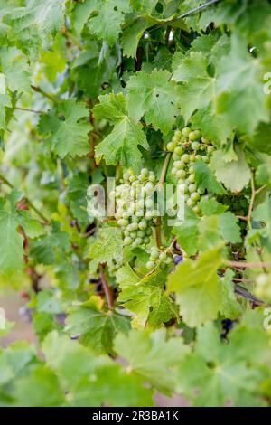 Uva da vino bianco su una vite Foto Stock