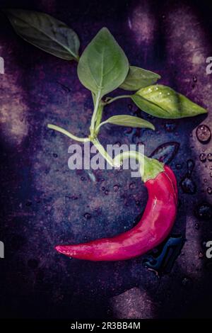 Peperoncino rosso fresco con foglie Foto Stock