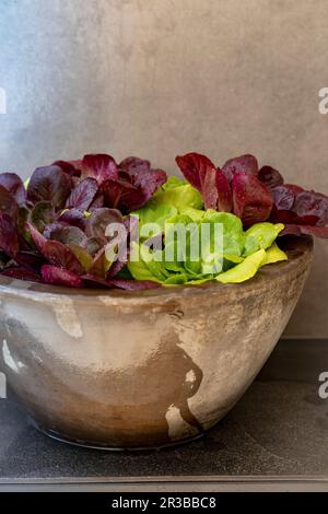 Lattughe varie in una ciotola di pietra Foto Stock