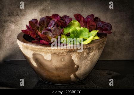 Lattughe varie in una ciotola di pietra Foto Stock