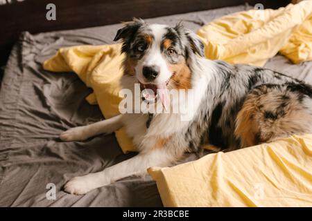 Pastore Australiano sdraiato a letto a casa Foto Stock