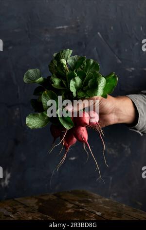 Tenere a mano ravanelli appena raccolti Foto Stock