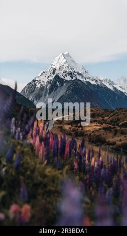 Lupins e Mount Cook, Mount Cook Village, Mount Cook National Park, patrimonio dell'umanità dell'UNESCO, regione di Canterbury, South Island, Nuova Zelanda, Pacifico Foto Stock