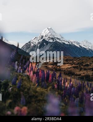 Lupins e Mount Cook, Mount Cook Village, Mount Cook National Park, patrimonio dell'umanità dell'UNESCO, regione di Canterbury, South Island, Nuova Zelanda, Pacifico Foto Stock