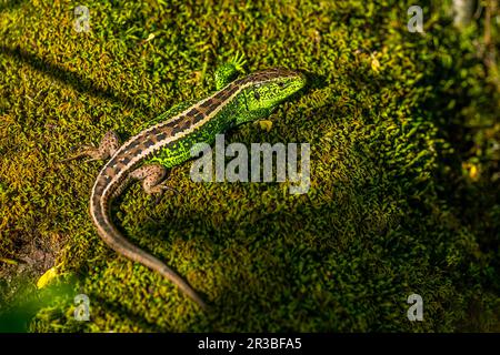 Sabbia Lizard, Lacerta agilis sullo sfondo del muschio. Foto Stock