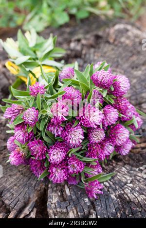 Un piccolo bel bouquet di trifoglio rosa su uno sfondo di legno Foto Stock