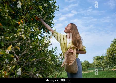 Giovane donna che raccoglie arance da albero che tiene il cestino in frutteto Foto Stock