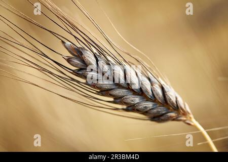 Grano saraceno nero (Triticum dicoccon var. atratum) Foto Stock