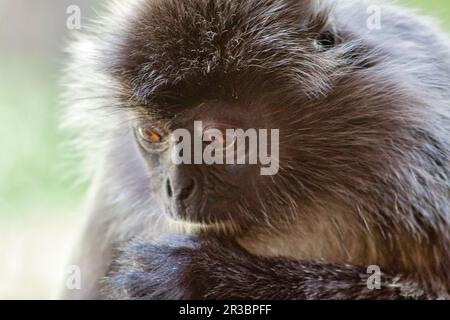 Langur berretto bianco e nero in Borneo Foto Stock