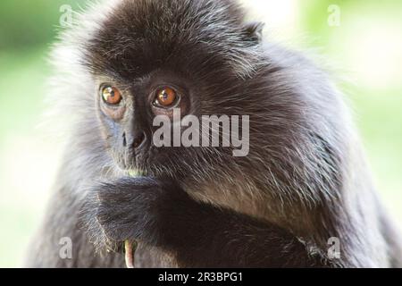Langur berretto bianco e nero in Borneo Foto Stock