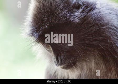 Langur berretto bianco e nero in Borneo Foto Stock
