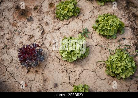 Lattuga fresca in foglie di quercia su campo secco Foto Stock