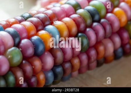 Mais sulla pannocchia con grani colorati (primo piano) Foto Stock