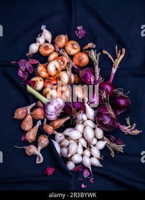 Onion variety Stock Photo