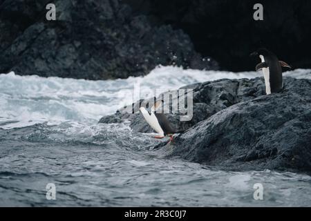 Due pinguini adelie si tuffano nell'acqua dell'Antartide mentre i loro amici li incoraggiano Foto Stock