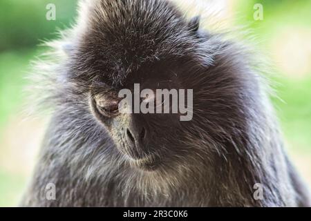 Langur berretto bianco e nero in Borneo Foto Stock