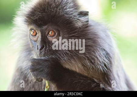 Langur berretto bianco e nero in Borneo Foto Stock