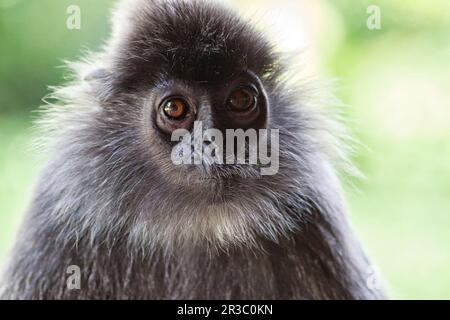 Langur berretto bianco e nero in Borneo Foto Stock