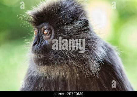 Langur berretto bianco e nero in Borneo Foto Stock