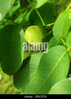 Noce sulla struttura ad albero Foto Stock