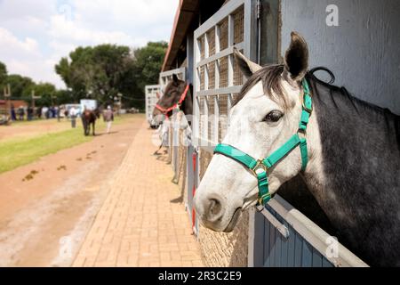 Teste di cavalli che scoppano dalle porte stalle Foto Stock