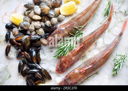 Cozze e gurnard rossi Foto Stock