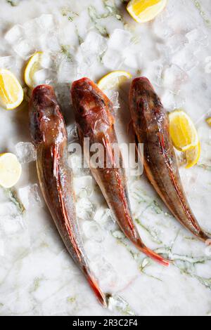 Gurnard rossi con limone su ghiaccio Foto Stock