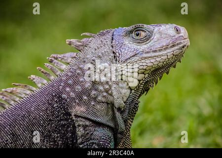 Primo piano di un Iguana sull'erba Foto Stock