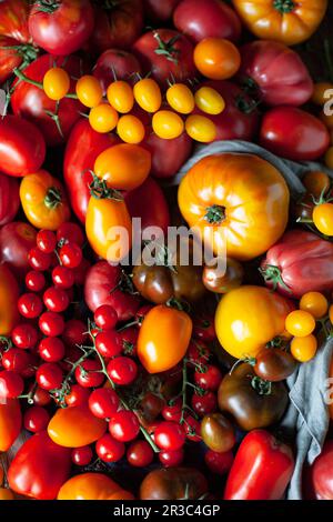 Una varietà di pomodori freschi (foto completa) Foto Stock