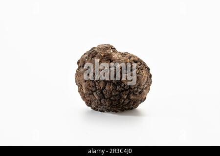 Tartufo nero su fondo bianco (tartufo di Perigord) Foto Stock