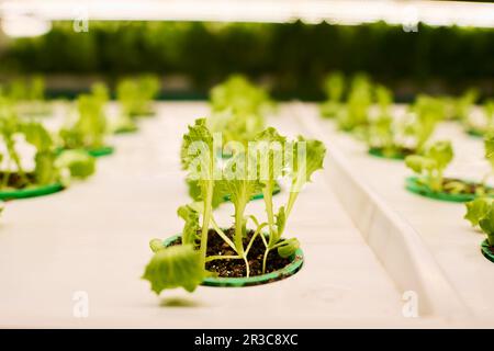 Numerose piante verdi fresche di lattuga o altre verdure a foglia che crescono in pentola piccola con terreno fertile arricchito di sostanze minerali Foto Stock