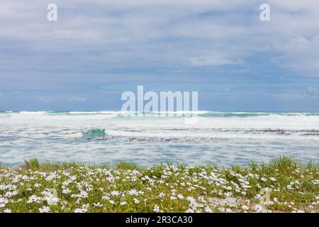 Piccoli fiori bianchi costieri sulla riva del Mar Atlantico Foto Stock