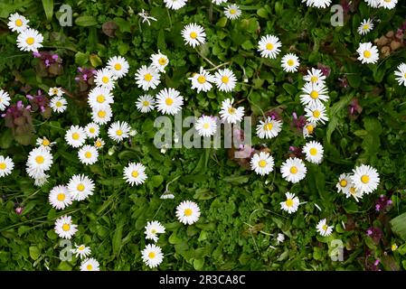 Margherite comuni che crescono tra erba e altri fiori selvatici. Foto Stock
