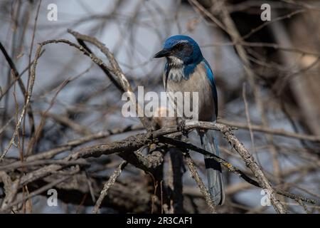 California scrub Jay su persico Foto Stock