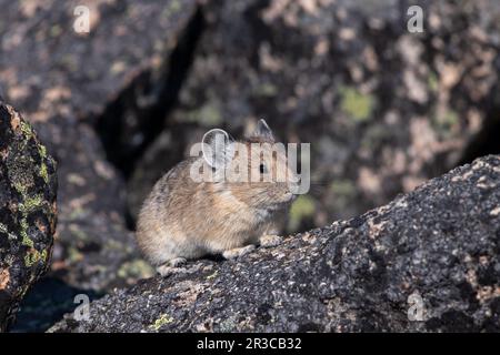 pika con colletto seduta su una roccia Foto Stock