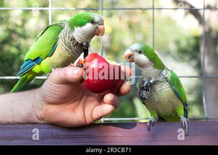 Due parakeets che mangiano la mela. Foto Stock