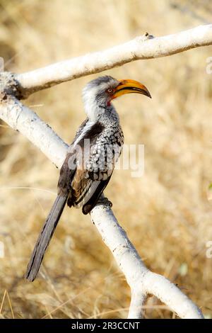 African Hornbill bird seduto su un ramo di albero in un sudafricano game reserve Foto Stock