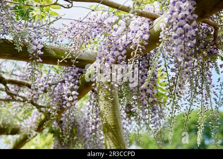 Glicine sinensis vitigno che cresce su una pergola di legno in un giardino elisabettiano sotto il sole estivo. Foto Stock