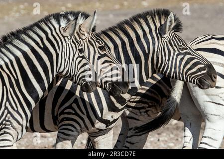 Tre teste zebra sovrapposte. Foto Stock