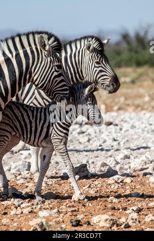 Un nemico zebra di burchell che cammina tra due adulti. Foto Stock