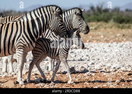 Un nemico zebra di burchell che cammina tra due adulti. Foto Stock