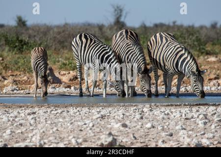 Tre zebre adulte e un fallo bevendo in una buca d'acqua. Foto Stock