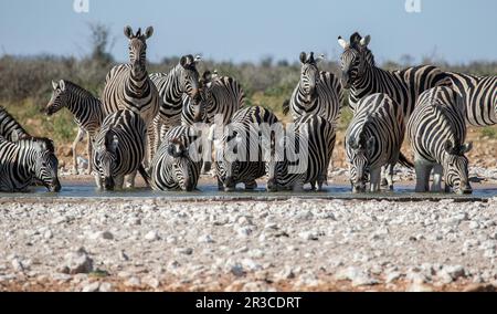 Sedici zebre di Burchell adulte che bevono insieme in una buca d'acqua. Foto Stock