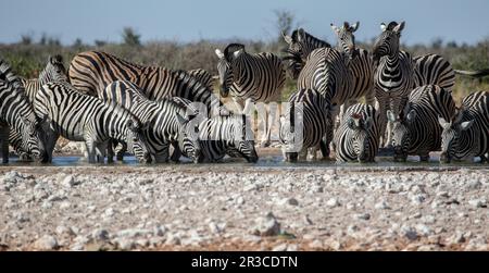 Una folla di diciotto zebre di Burchell's che bevono insieme in una buca d'acqua. Foto Stock