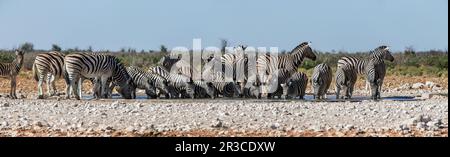 Una folla di ventisette zebre che bevono insieme in una buca d'acqua. Foto Stock