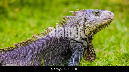 Primo piano di un animale domestico Iguana di colore grigio e blu su un prato verde Foto Stock