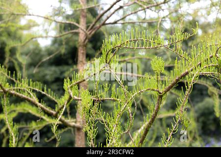 Taxodium distichum var. Imbricarium 'nutans' - annuendo stagno cipresso albero. Foto Stock