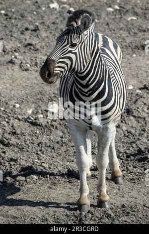 Vista frontale della Zebra delle pianure di Burchell dall'alto. Foto Stock